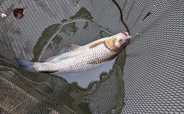 A Stillwater Chub