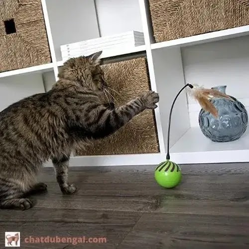 jouets interactifs pour chat