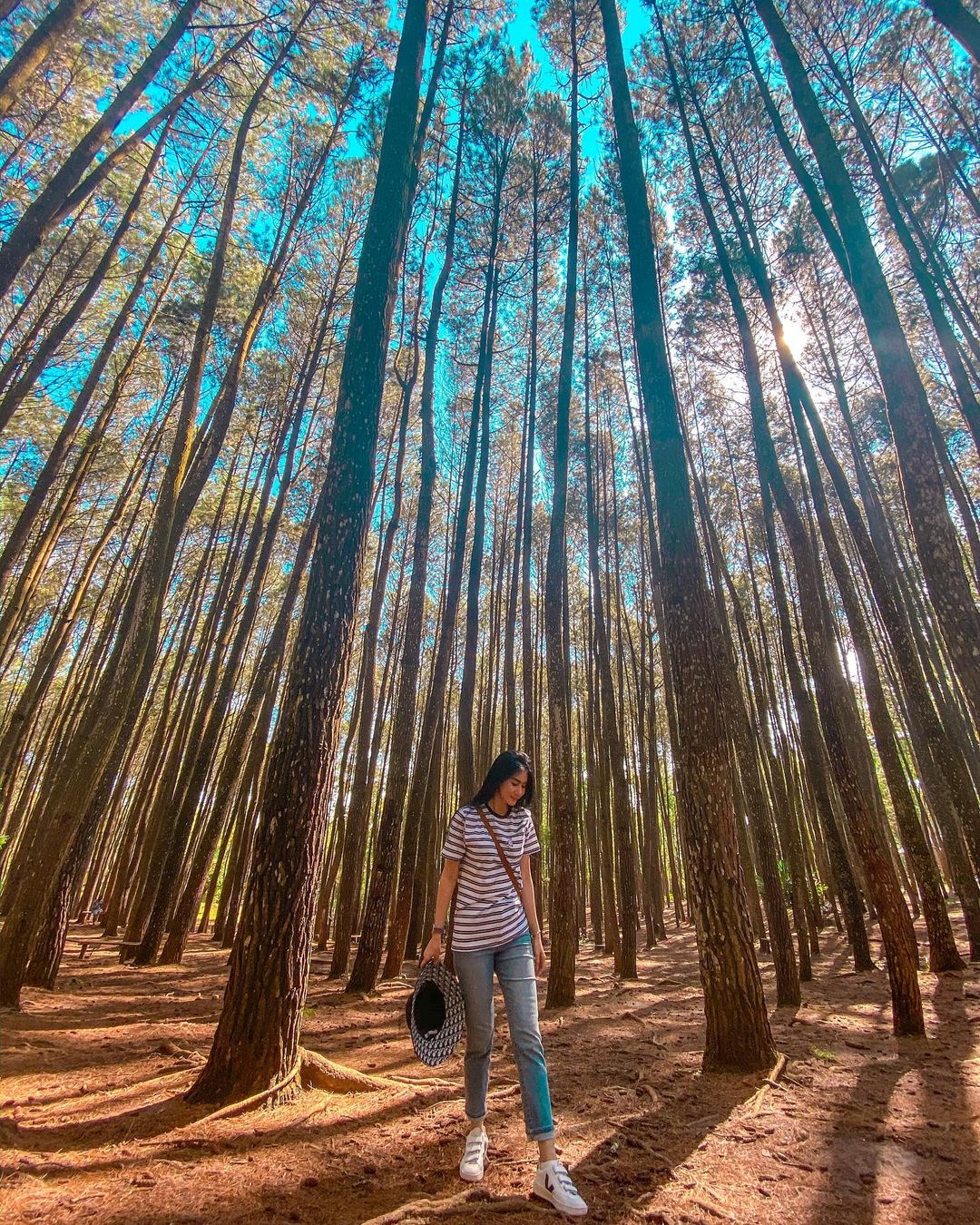 Hutan Pinus Mangunan Yogyakarta
