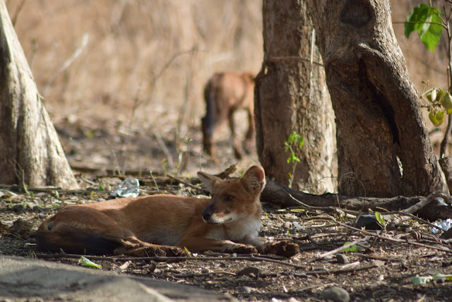 Bor Wildlife Sanctuary