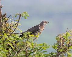 CUMBRIA BIRD CLUB