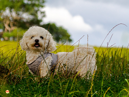 Info Terbaru Harga Anjing Bichon Frise Mini Anakan (Puppy) & Dewasa