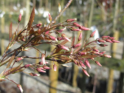 Ирга древовидная (Amelanchier arborea)