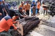 Babinsa Koramil 0602-01/Kota Serang Membantu Proses Evakuasi Pohon Tumbang