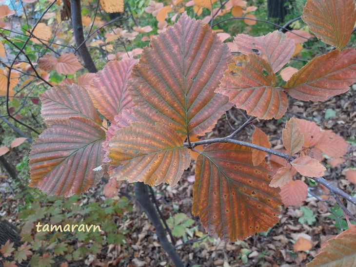 Мелкоплодник ольхолистный / Рябина ольхолистная (Micromeles alnifolia, =Sorbus alnifolia)