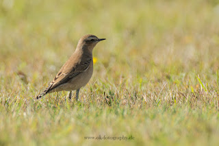 Helgoland Nordsee Rundgang Naturfotografie