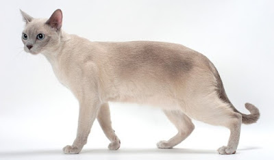 Karakter Ras Kucing Tonkinese