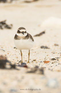 Wildlifefotografie Helgoland Düne Sandregenpfeifer