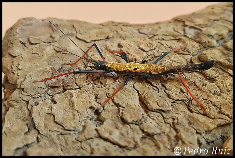 Ninfa hembra L6 de Pseudophasma scabriusculum "Panguana", 4,6 cm de longitud