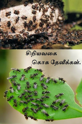 ஆடு தீண்டாப்பாளை - Aadu theenda palai - Aristolochia bracteolata.