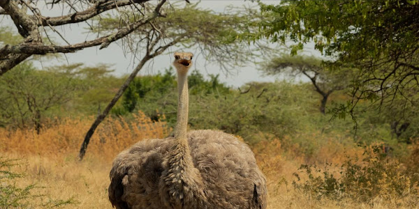 Why do ostriches stand on one leg?