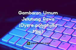 Gambaran Umum Jelutung Rawa (Dyera polyphylla Miq.)