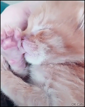 Cute Kitten GIF • Amazing and cute kitty sucking his thumb like a human baby