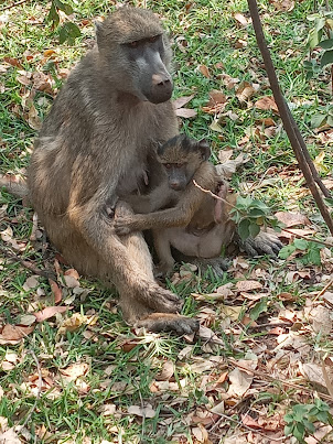 Chakma Baboons in Victoria Falls National Park in Zambia.