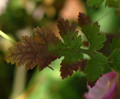 Вшивосемянник китайский / Вшивосемянник японский (Phtheirospermum chinense, =Phtheirospermum japonicum)