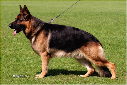 Perfect German Shepherd Dog as per FCI Standard