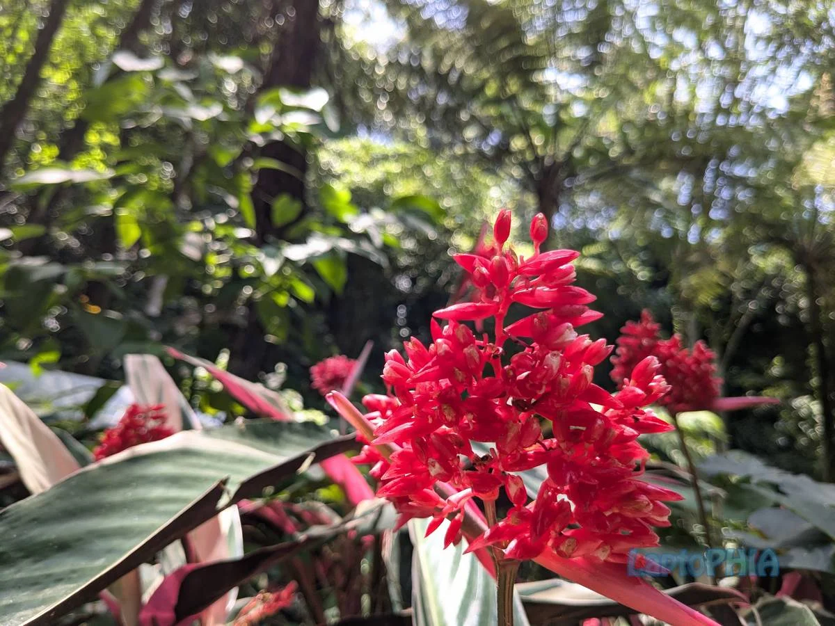 Hasil Foto Kamera Google Pixel 6a