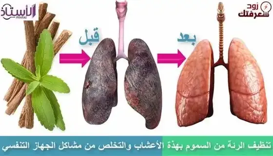 7-natural-herbs-useful-for-respiratory-diseases