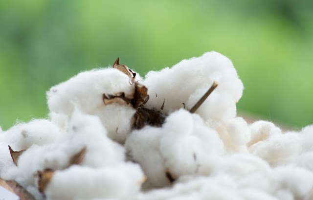 Projeto quer incentivar retomada do cultivo de algodão no RN