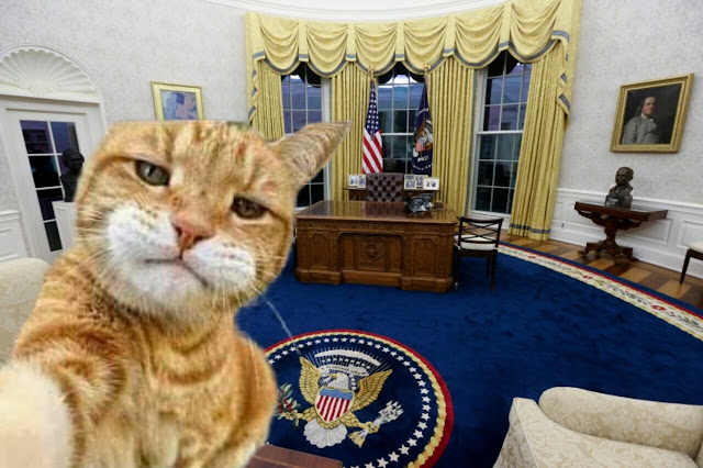 White House Cat