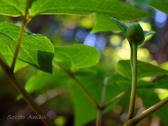 Paeonia japonica