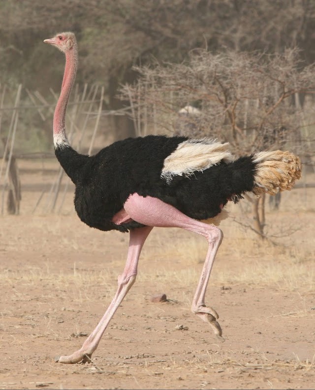 Organizações se unem para salvar o avestruz do Norte da África