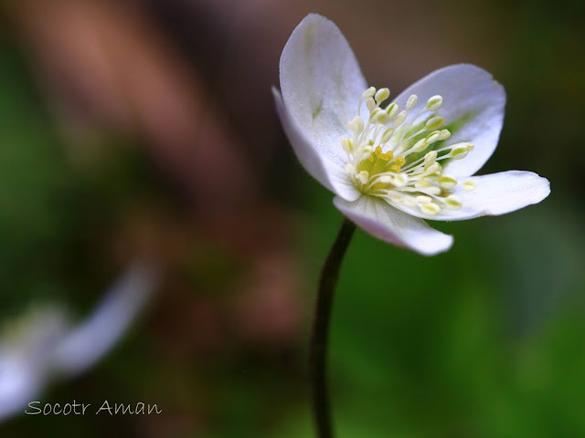 Anemone flaccida