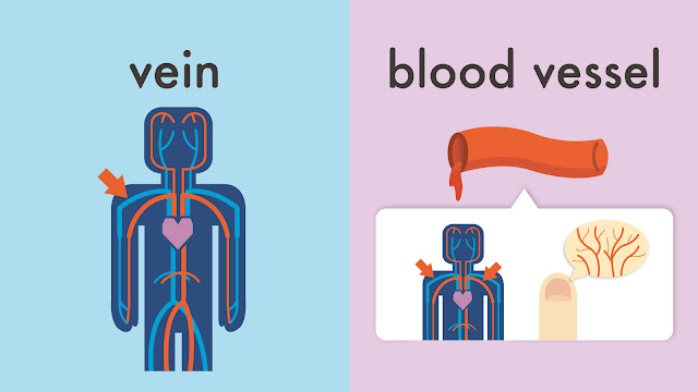 vein と blood vessel の違い