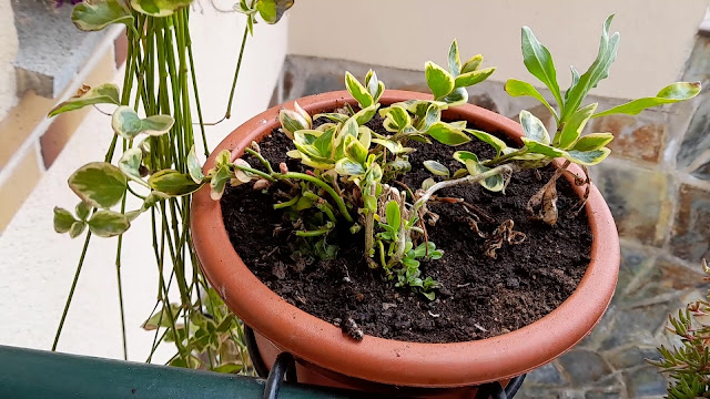 Cuaderno de campo de una Jardinera día nº 6: "Rejuvenecimiento vinca."