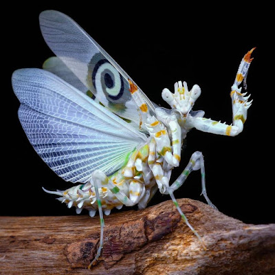 Spiny Flower Mantis