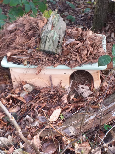 hedgehog box on ground surrounded by autumnal leaves and twigs