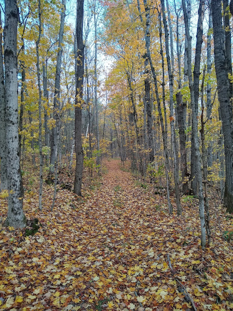 autumn forest