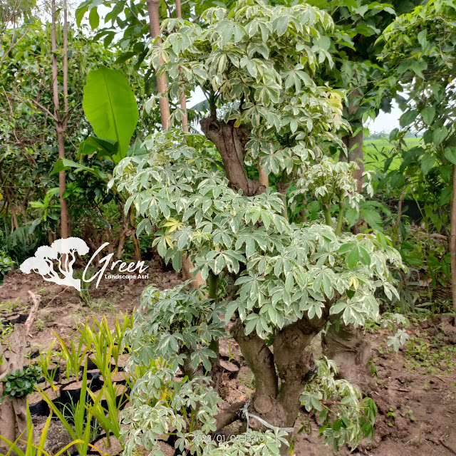 Jual Bonsai Randu Varigata Putih di Ngawi | Harga Bonsai Randu Varigata Murah Langsung Dari Petani