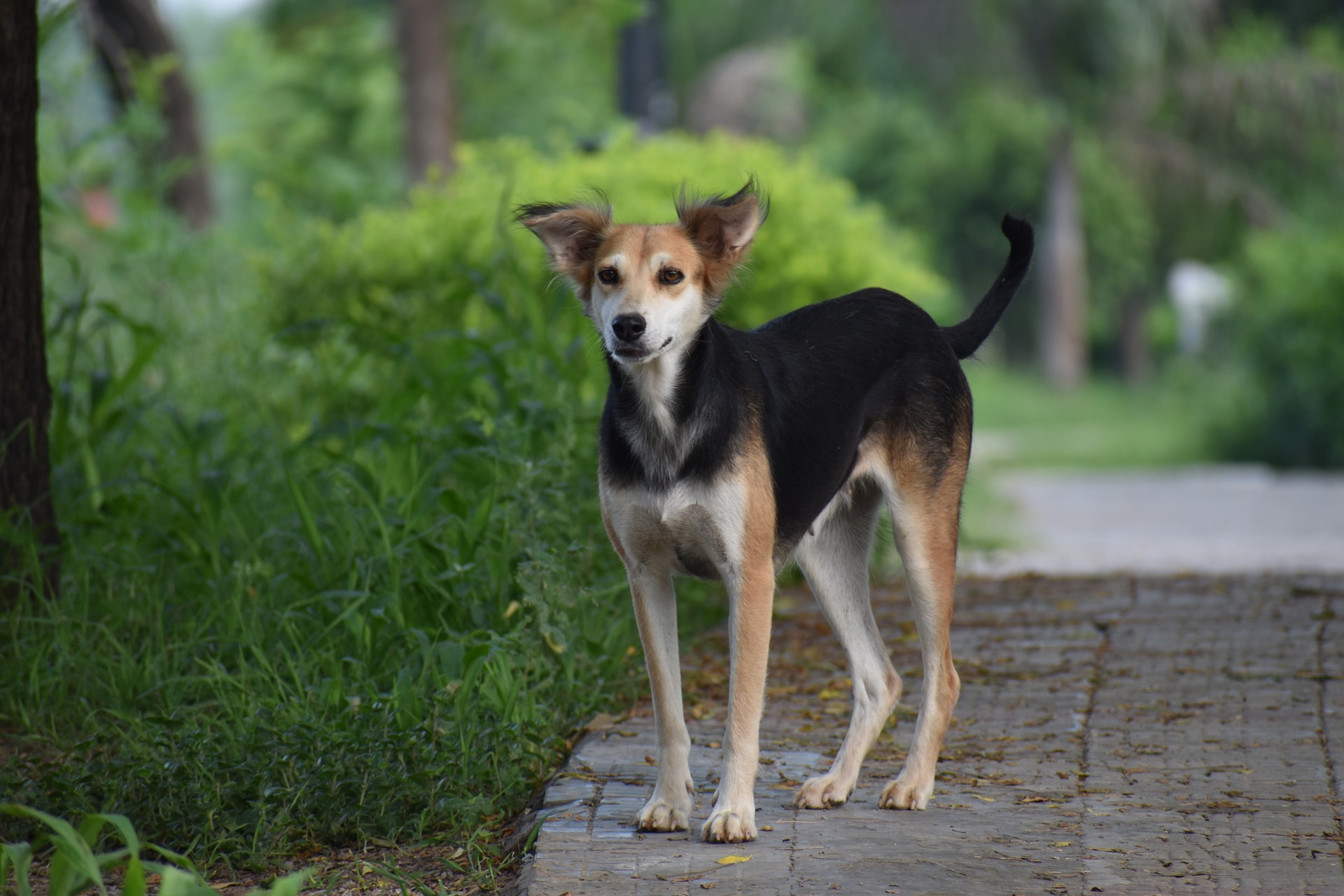 5 Reasons Why Street Dogs Make the Best Adoption Candidates?