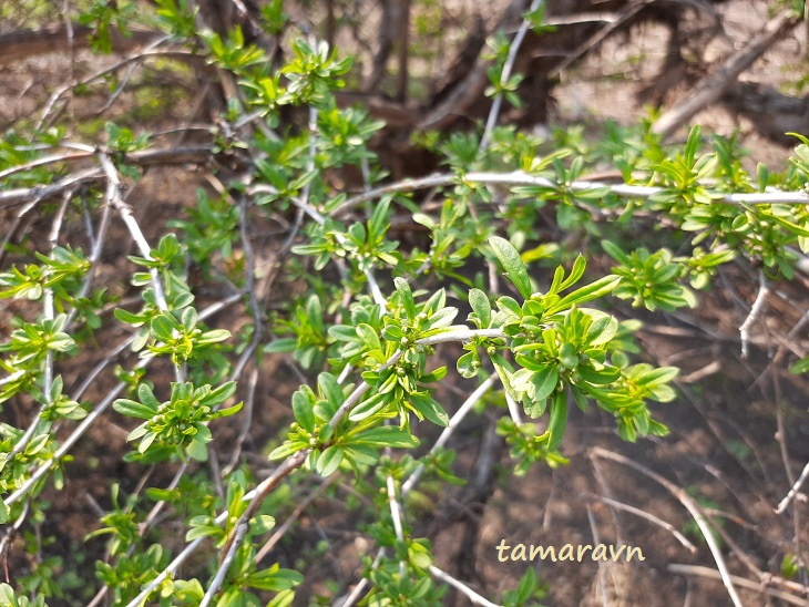 Принсепия китайская / Плоскосемянник китайский (Prinsepia sinensis, =Plagiospermum sinense)