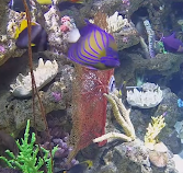 PECES TROPICALES EN DIRECTO Coral Predators