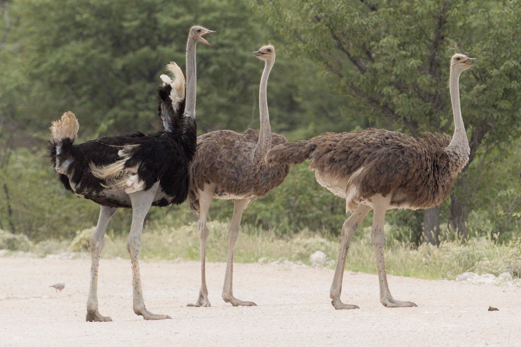 Ostriches