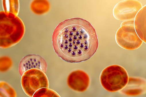 Encontrada nova ligação entre anemia falciforme e a malária grave
