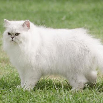 Kucing Persia