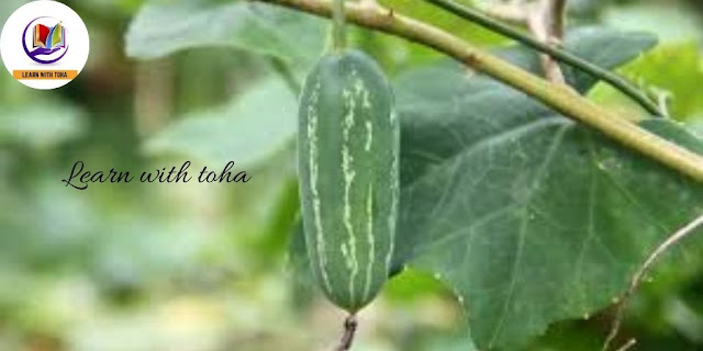 Ivy gourd may be a tropical plant that belongs to constant family because the pumpkin and it goes by varied together with baby watermelon, very little gourd, light man toes and tindora.