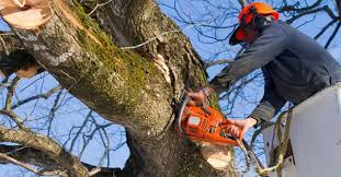 Tree Removal Near Swimming Pool