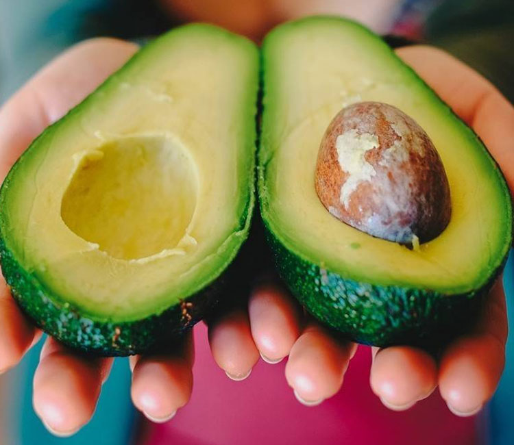 avocado fruit