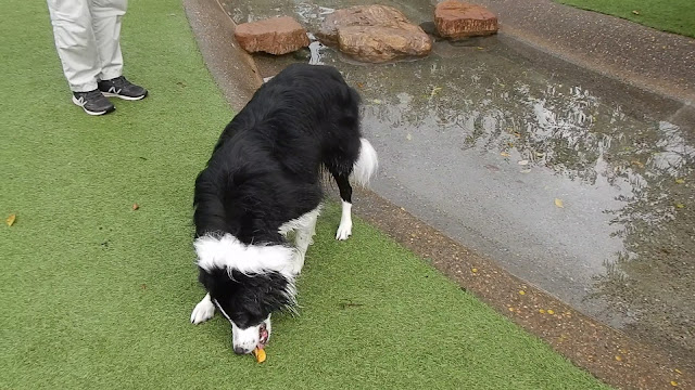 保護犬 ボーダーコリー トーマ 小谷流の里ドギーズアイランド