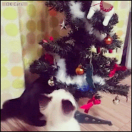 Christmas Cat GIF • Kitty wants to catch Xmas tree ornaments but inevitably that will end in disaster [gif-ok-cats.com]