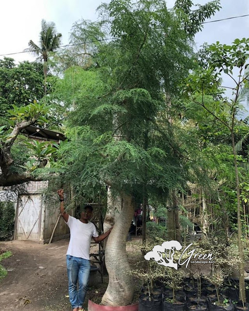 Jual Pohon Kelor Afrika (Moringa) di Surabaya | Harga Pohon Kelor Afrika Berbagai Macam Ukuran