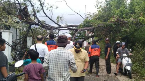 Pohon Tumbang di Rindang Alam Ganggu Akses Jalan, BPBD Kota Padang Ingatkan Warga