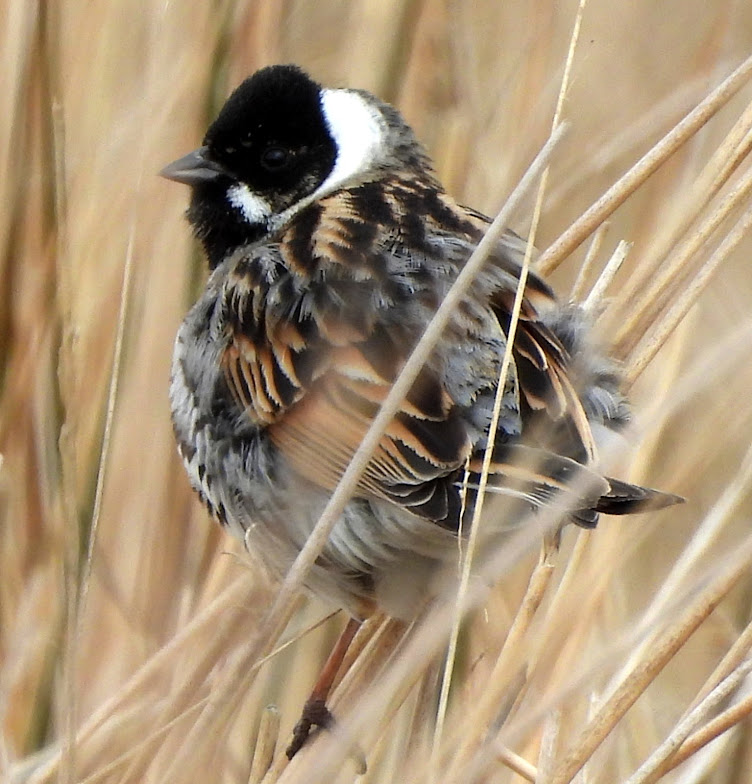 Birding Bradshaw and District