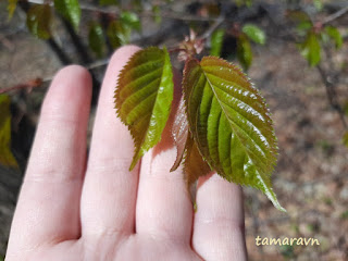 Вишня сахалинская / Вишня Саржента (Cerasus sachalinensis, =Cerasus sargentii)