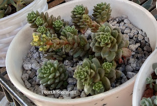 xCremnosedum 'Little Gem' succulent