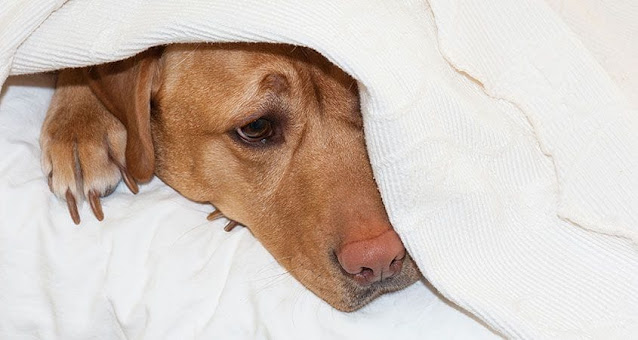 Dog Digging in Bed: Possible Reasons and Ways to Stop This Behavior